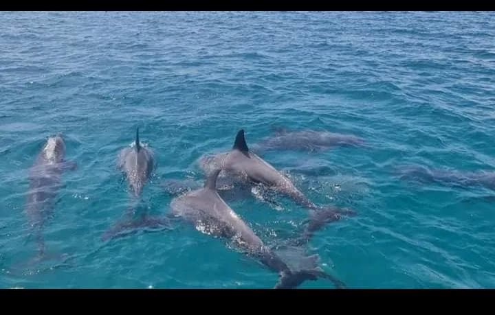 Blue Horizon Adventure